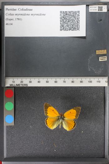 Media type: image;   Entomology 118789